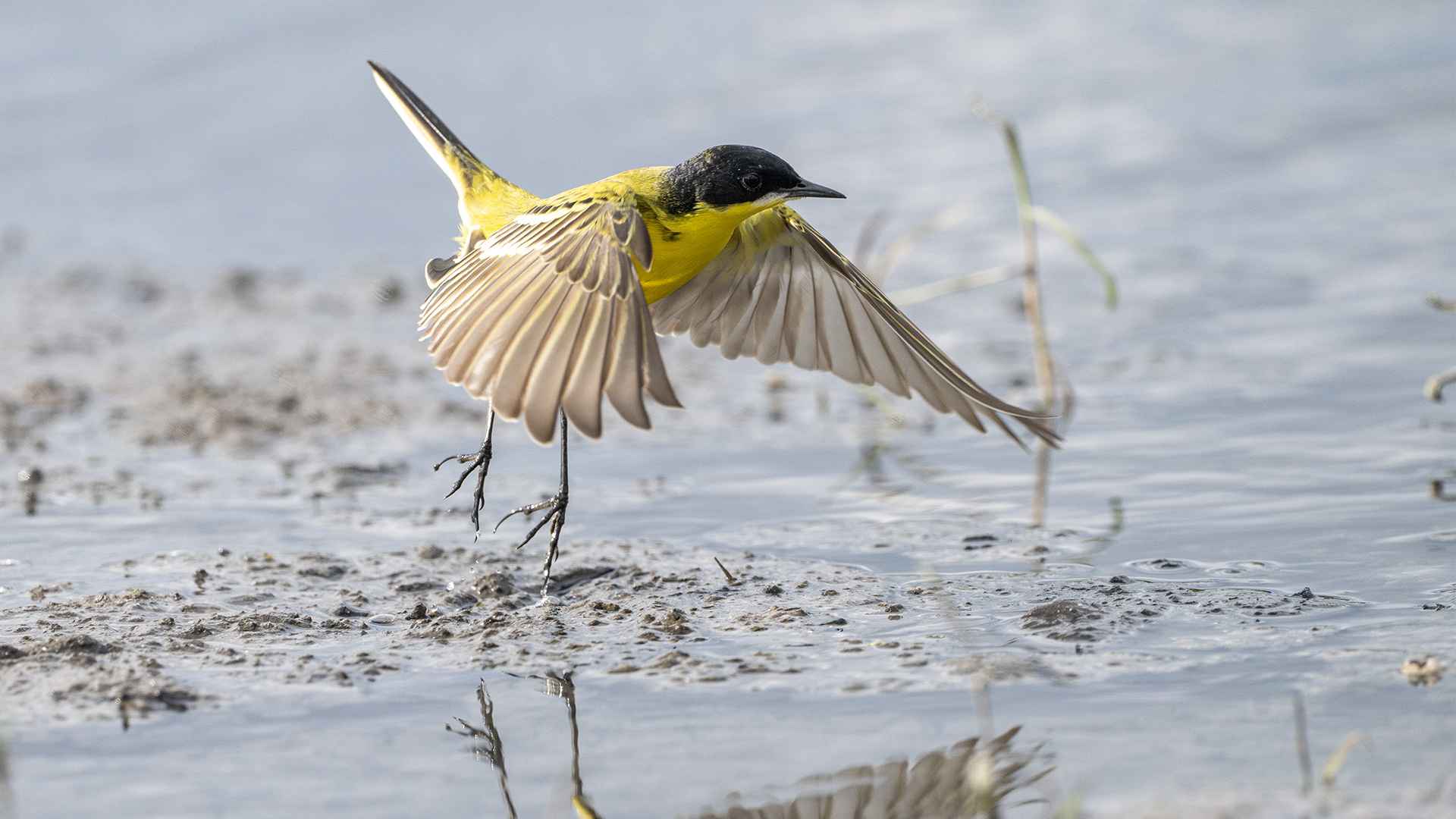 Western Yellow Wagtail